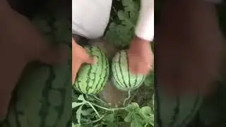 Алланын  кудирети