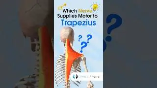 Trapezius Nerve supply 