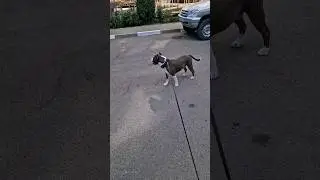 Амстафф Локи 3 года | Кругом Хвосты | Стаффорд | Amstaff Loki