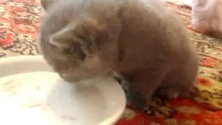 Ксюша с котятами как правильно кормить котят кошка кошка и котята