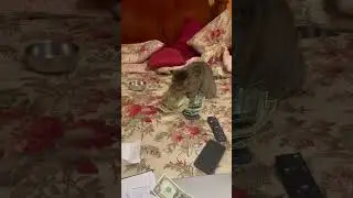 The financial assistance | funny animals | #petvideos  #funnyanimalvideos