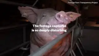 Investigation reveals shocking truth about Australian pig farming