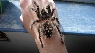 Top 10 Biggest Spiders in The World 2014