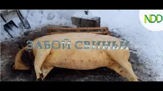 Забой и разделка свиньи. Новые свиньи.