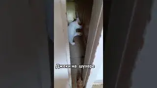 🐶😼 Джеки и Барсик #silvervlog #рекомендация #приколысживотными #юмор# #собачки #кошеня #shorts