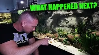 WHAT HAPPENED TO THE SMALL FISH? The shell dwellers