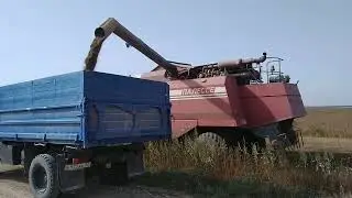 Уборка льна! Правильная урожайность!