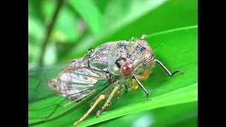 Red Eyed Insect Closeup