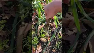 Huge carrot