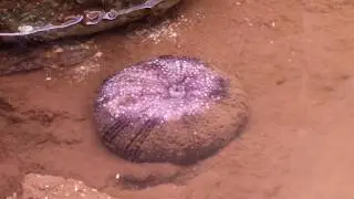 Tidepools of Hawaii