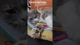 скоро зарплата