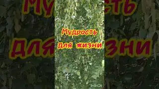 Никогда не сдавайся...