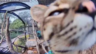 Hello from Dia the Geoffroy's Cat 👋