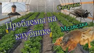Болезни и вредители на клубнике. Медведка, сверчок, серая гниль.