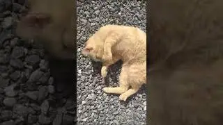 Astolfo em seus últimos momentos de vida #gatosfofos #gatos