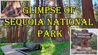 Glimpse of Sequoia National Park