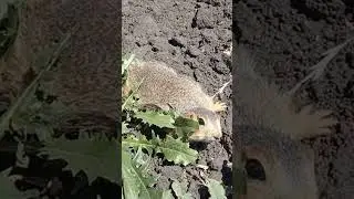Забавные суслики #shorts