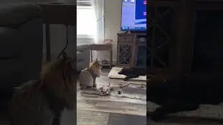 Tigger is upset with Hazel #3southerncatsandmomma