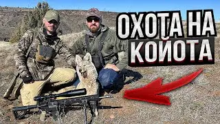 ОХОТА НА КОЙОТА В США ПОДЗЫВАЕМ ЭЛЕКТРОННЫМ МАНКОМ