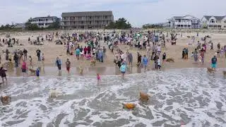 Hundreds of Golden Retrievers at Dewey Beach - The Golden Jubilee Spring 2019