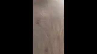 nah ini