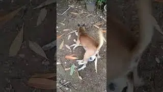 Anjing gila