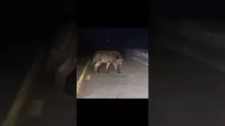 Skinwalkers Caught On Camera 
