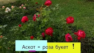 Аскот - роза букет для переднего плана! Я в восторге от нее.