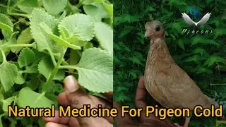 Nurture Medicine For Pigeon Cold In Rainy Season || #pigeon #fancypigeonlover #fancybird #birds🕊️❤️✨