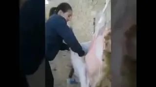 Девушка разлелывает барана