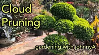Cloud Pruning Made Easy - Full Demonstration - Japanese 'Niwake' Style Buxus or Boxwood.