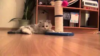 Виски первая неделя. Упражнение с шестом