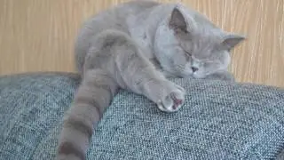Кошке Маруське сегодня 7 месяцев