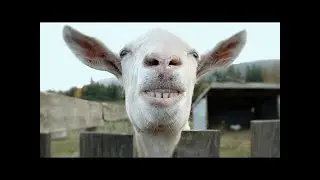 ANIMALES CONVIVIENDO CON HUMANOS - Whis El Angel Trolazo