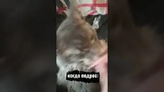 Мейн-Кун Велес #cat #catlover #kitten #мейнкуны #cute #kitty #funny #котик #кот #котэ #котейка