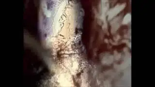weeatnoise - βία και πολιτεία του αλέξη ζορμπά