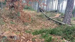 Как мы ходим в лес за дровами.