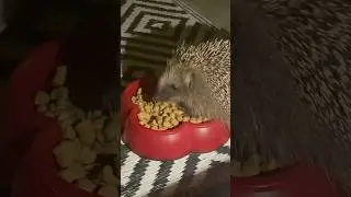 Igel im Garten zu Besuch #igel #hedgehog #socute
