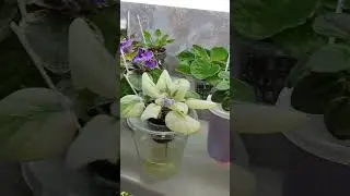 Фиалки у Алисы.