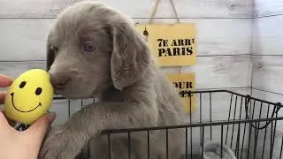 ペットショップ犬の家　豊川インター店No.111502 ワイマラナー♀