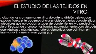 El Cromosoma 7