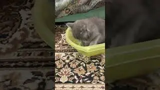 Наш котенок Пряник и тазик)