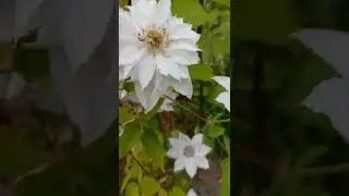 Цветы лета - клематисы