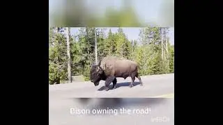 Just another day in a Bison's life !