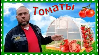 Томаты в теплице и в открытом грунте.Сравнение