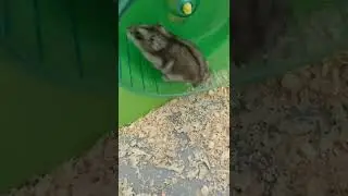 Милашка 😻😻😻