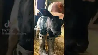 silly little cow