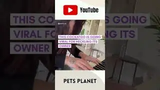 Hilarious Cockatoo Hates It's Owner's Singing #cockatoo #shortvideo #hilariouspetvideos #funnypets