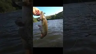 сомики тоже любят бурлячку
