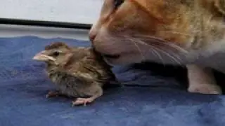 a cat licking a little bird